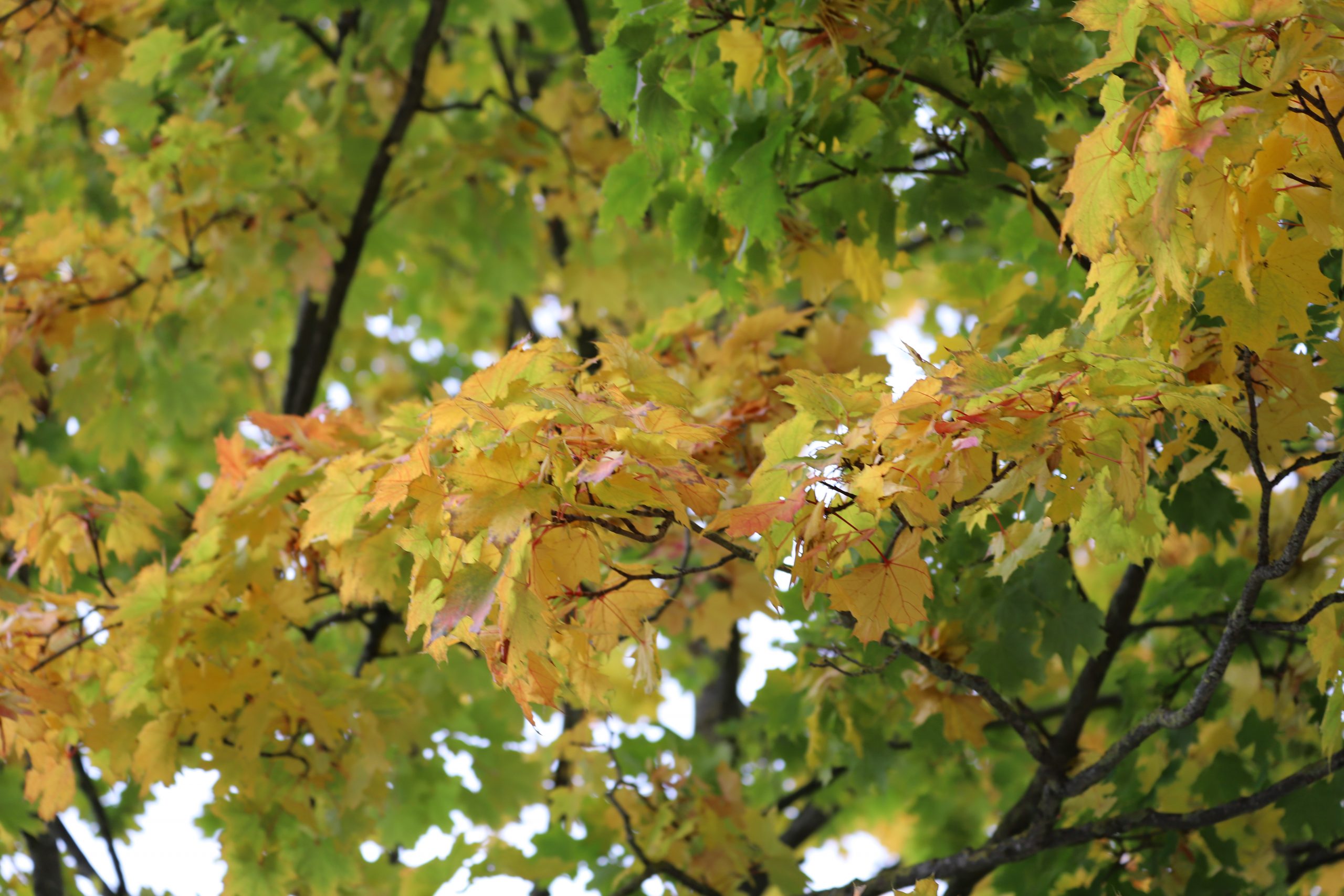 Bibliothek erweitert Öffnungszeiten